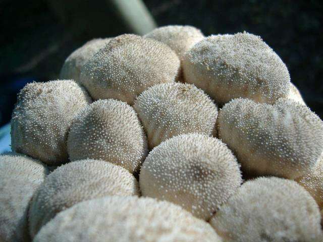 Imagem de Lycoperdon