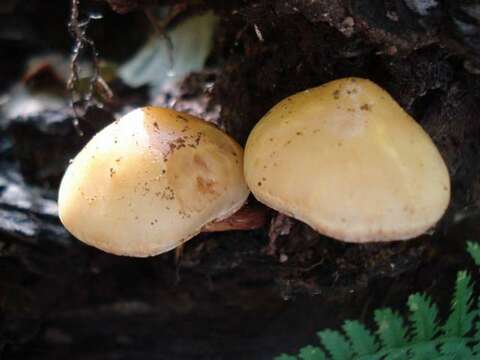 Image of Hypholoma