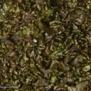 Image of melanelia lichen