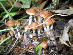 Image of Psilocybe