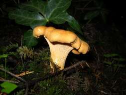 Image of Cantharellus formosus Corner 1966