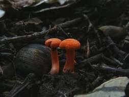 Cantharellus cinnabarinus (Schwein.) Schwein. 1832 resmi