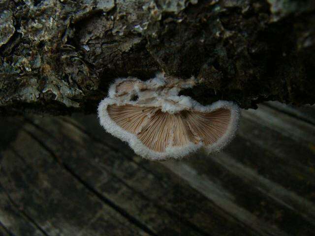Image of Schizophyllaceae