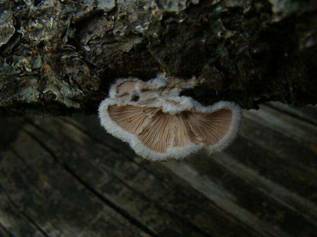 Image of Schizophyllaceae