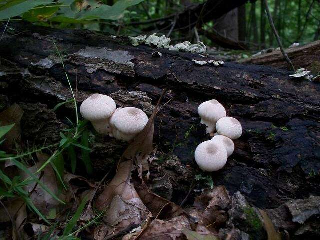 Imagem de Lycoperdon