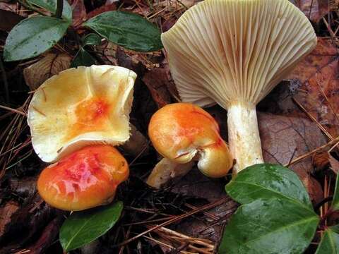 Image of Larch Waxy Cap