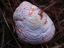 Image of Amanita persicina (Dav. T. Jenkins) Tulloss & Geml 2015