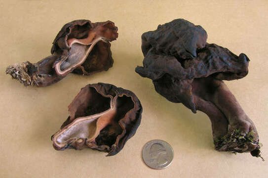 Image of Gyromitra