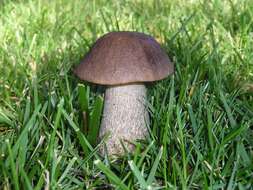 Image of Leccinum