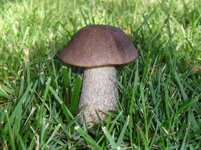 Image of Leccinum