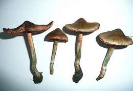 صورة Inocybe haemacta (Berk. & Cooke) Sacc. 1887