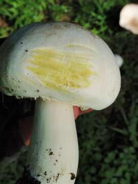 Image of yellow-stainer