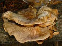 Image de Pleurotus (Fr.) P. Kumm.