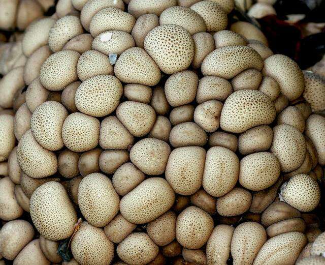 Image de Lycoperdon