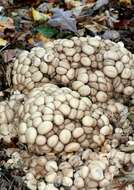 Image of Lycoperdon