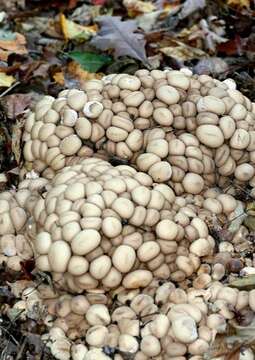 Image de Lycoperdon