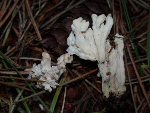 Image of Clavulinaceae