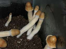 Image de Psilocybe