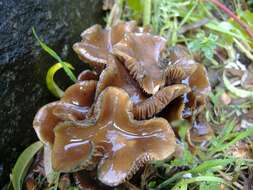 Image of Psilocybe