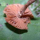 Image of Tubaria confragosa (Fr.) Harmaja 1978