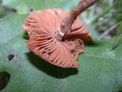 Image of Tubaria confragosa (Fr.) Harmaja 1978