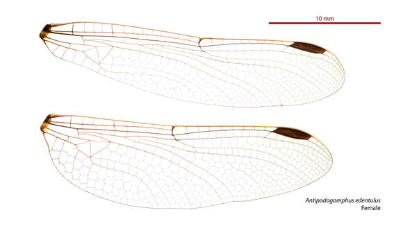 Image of Antipodogomphus edentulus Watson 1991