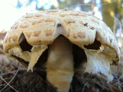 Image of Agaricus augustus Fr. 1838