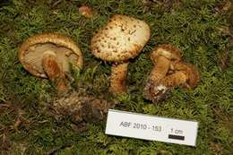 Pholiota resmi