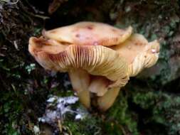 صورة Rhodocollybia