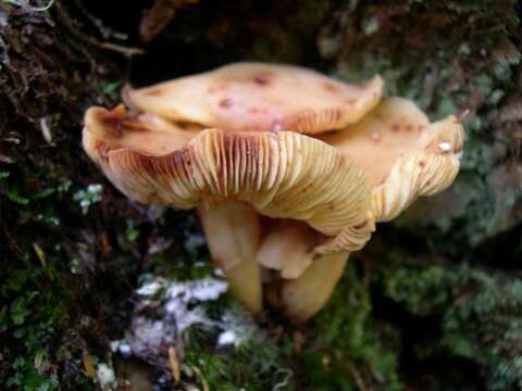 Image of Rhodocollybia