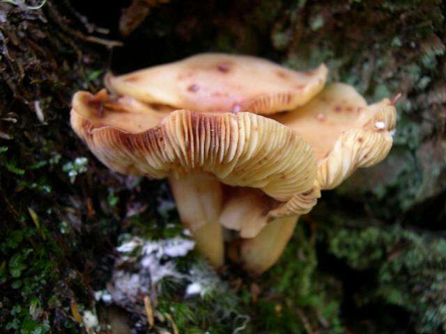 صورة Rhodocollybia