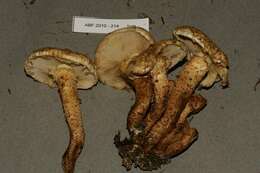 Pholiota resmi