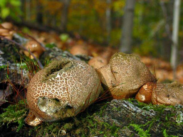 Image of Lycoperdon