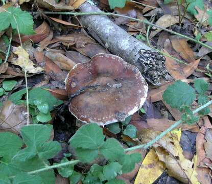 Image of Honey Fungus