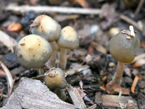 Image of Psilocybe baeocystis Singer & A. H. Sm. 1958