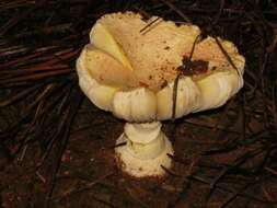 Image of Amanita persicina (Dav. T. Jenkins) Tulloss & Geml 2015