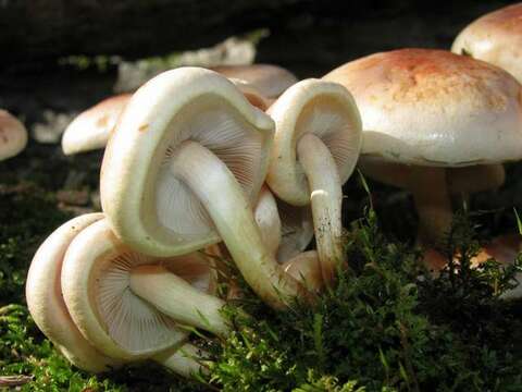 Image of Hypholoma