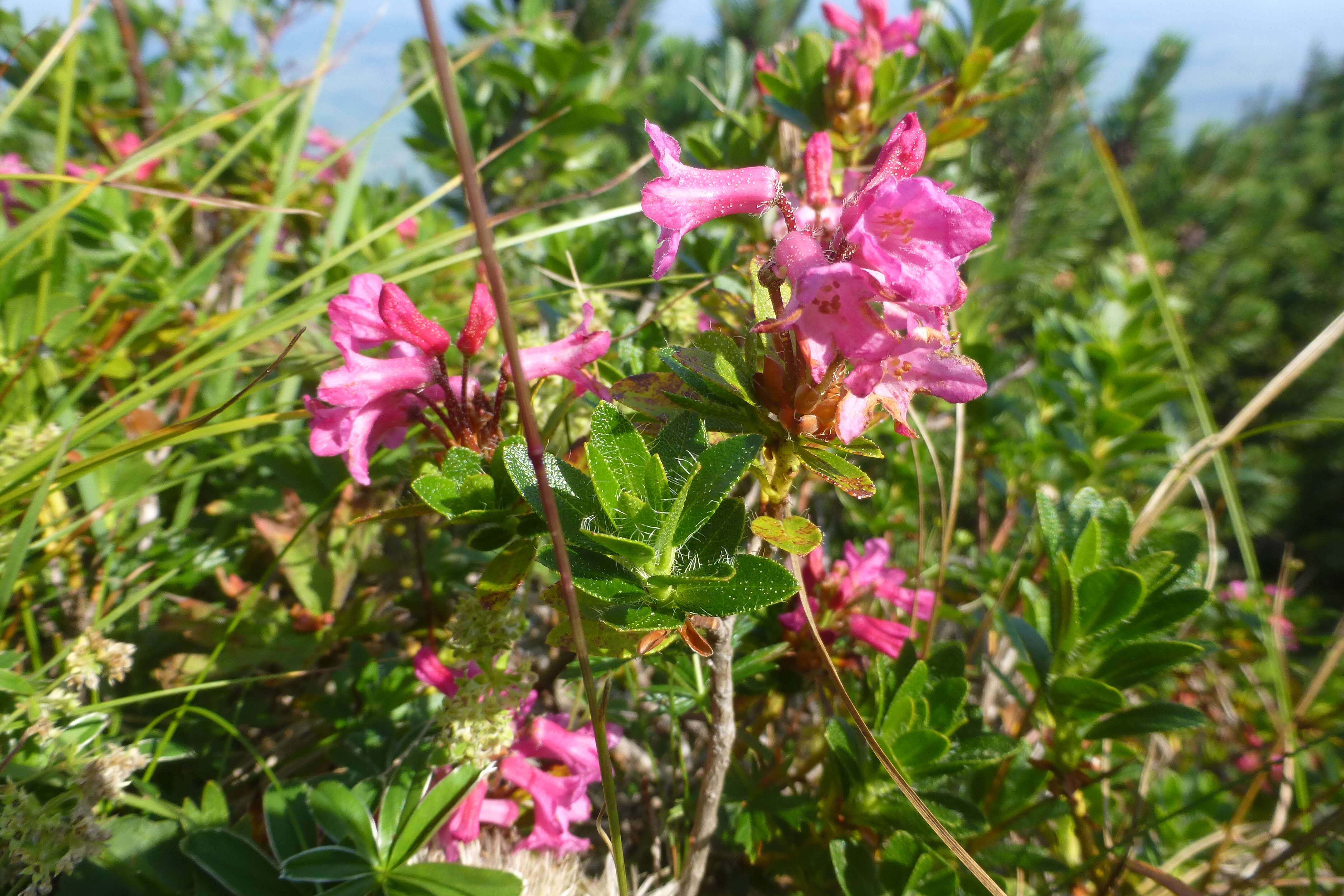 Image of Hairy Alpenrose