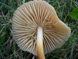 Image of Marasmius