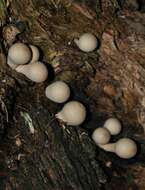 Image of Lycoperdon