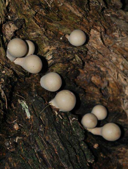 Image of Lycoperdon