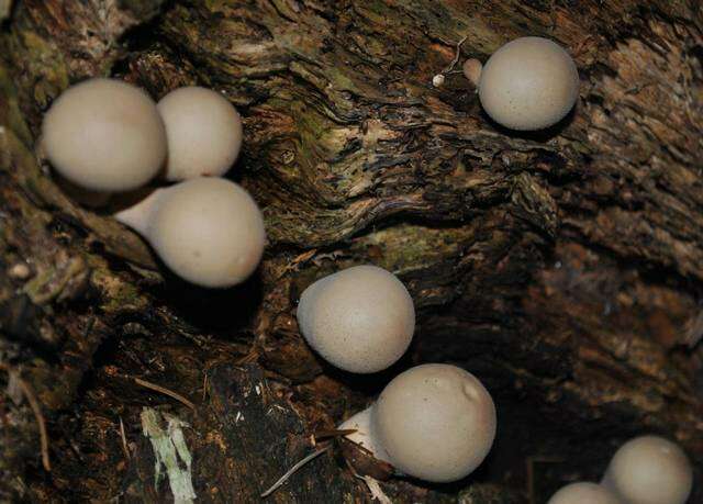 Image of Lycoperdon