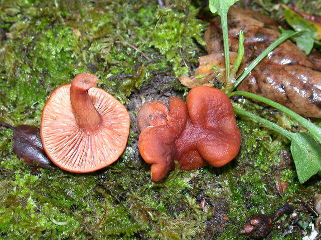 Image of Lactarius rubidus (Hesler & A. H. Sm.) Methven 2013