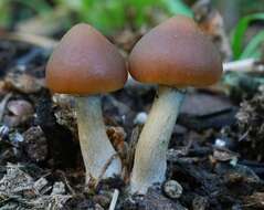 Image of Psilocybe alutacea Y. S. Chang & A. K. Mills 2006