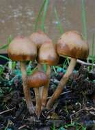 Image of Psilocybe alutacea Y. S. Chang & A. K. Mills 2006