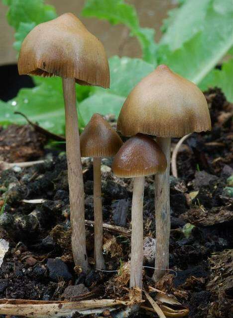 Image of Psilocybe alutacea Y. S. Chang & A. K. Mills 2006