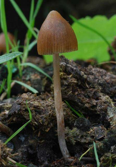 Image of Psilocybe alutacea Y. S. Chang & A. K. Mills 2006