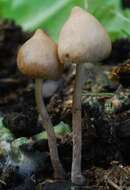 Image of Psilocybe alutacea Y. S. Chang & A. K. Mills 2006