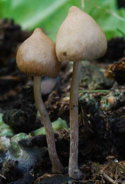 Image of Psilocybe alutacea Y. S. Chang & A. K. Mills 2006