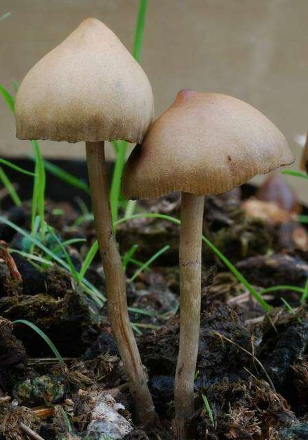 Image of Psilocybe alutacea Y. S. Chang & A. K. Mills 2006